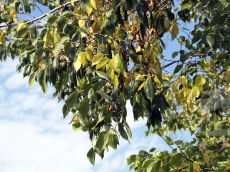 Celtis-planchoniana_плоды зрелые